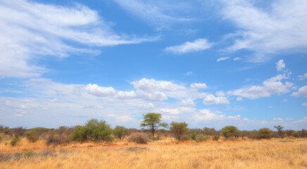 Fototapeta na wymiar African savanna landscape with yellow grass - Namibia, South Africa