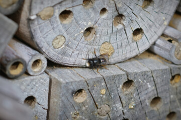 Closeup on a worn almost hairless male European orchard horned mason be, Osmia cornuta at the bee-hotel in the garden