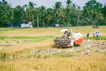 Harvesting Rice on the farm near Griffith in Sri Lanka