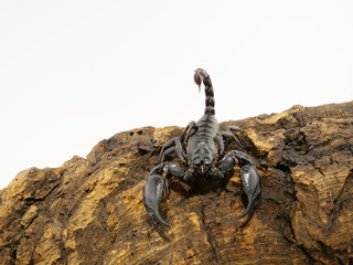 樹皮に乗っているアジアンフォレストスコーピオン