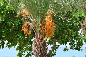 date palm with ripe fruits
