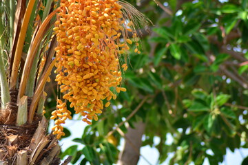 Bunch of ripe date fruits on palm. Horizontal frame