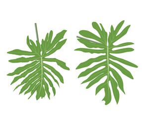 Illustrations and vectors. Leaves of Philodendron (2 leaves) green. White background and copy space.