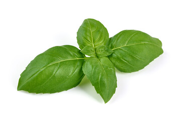 Basil leaves, isolated on white background.