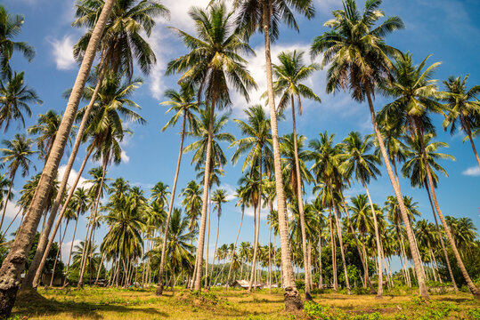 Beautiful coconut palm trees farm in Koh Samui island Thailand. Agriculture, food and travel concept. © pla2na