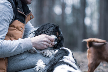 Human feeding his dog with treats. Adorable King Charles Cavalier Spaniel eating food from a person palm. Selective focus on the details, blurred background.