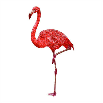 Flamingo is a beautiful bird, art illustration painted with watercolors isolated on white background