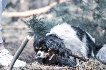 Old dog exploring a forest. King Charles Cavalier Spaniel with long black ears and white hair sniffing the ground. Selective focus on the details, blurred background.