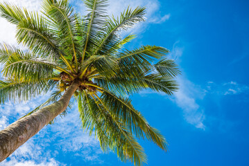 Coconut palm tree on seaside beach with blue sky background in sunny day.