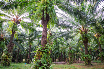 Palm oil farm plantation in southern Thailand. Agriculture, food industry concept.