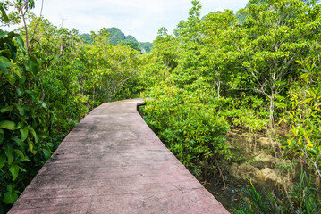 Walkway in Khlong Song Nam mangrove forests, Krabi Thailand. Save environmental and nature concept.