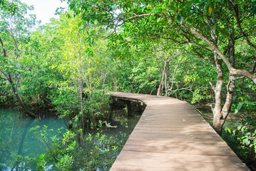 Walkway in Khlong Song Nam mangrove forests, Krabi Thailand. Green nature, save the earth and travel concept.