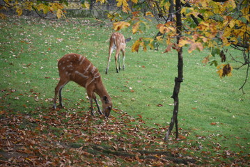 Portrait of dappled deer in forest. Closeup view.deer are cute and beautiful