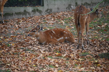 Portrait of dappled deer in forest. Closeup view.deer are cute and beautiful