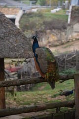a peacock sits on a tree branch against the backdrop of autumn nature. full length portrait of a peacock