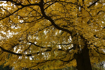 autumn forest tree. large tree with yellow leaves, yellow crown of a beautiful tree, autumn