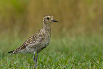 female pacific golden plover in grass with prairie in background