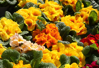 flower background Yellow and orange primroses with various of leaves in spring for sale in the...