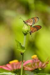 Two Tawny coster butterflies mating on a zinnia bud in the morning light. Love is in the air.