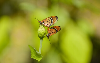 Two Tawny coster butterflies mating on a zinnia bud in the morning light. Love is in the air.