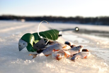 Winter roach fishing on the lake, catch.