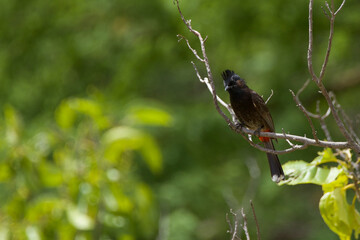 red-vented bulbul perched on stick in jungle