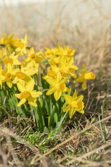 Obraz premium Group of wild growing narcissus flowers (Genus Narcissus).