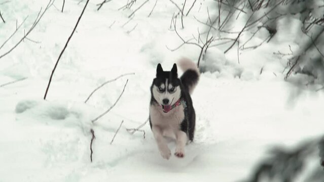 Pet Husky Running in the Snow Out in Nature