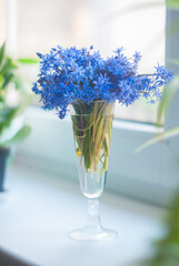 Spring flowers bouquet in wineglass on the windowsill. Scilla siberica or blue snowdrops in a glass vase. Selective focus.