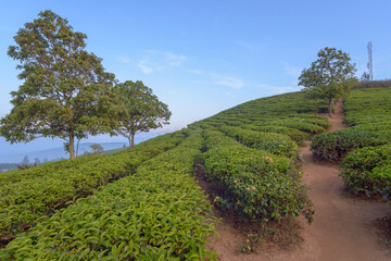 Fototapeta na wymiar Landscape photo: tea farm in Cau Dat. This is a place with beautiful scenery and specializes in tea production.Time: March 18, 2022. Location: DaLat city. 