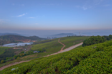 Fototapeta na wymiar Landscape photo: tea farm in Cau Dat. This is a place with beautiful scenery and specializes in tea production.Time: March 18, 2022. Location: DaLat city. 