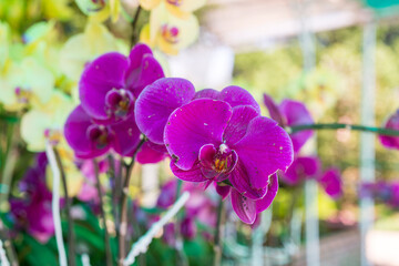 Natural photo: Popularly grown orchids. Time: March 19, 2022. Location: flower garden in Dalat city. This is the place where many famous flowers are grown
