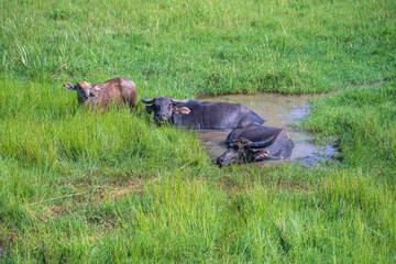 Big domestic water buffalo in water. Vietnam