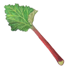 ルバーブ　水彩色鉛筆野菜イラスト