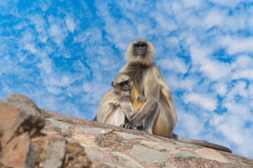 Langur monkey family in the town of Mandu, India