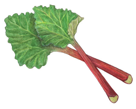 ルバーブ　水彩色鉛筆野菜イラスト