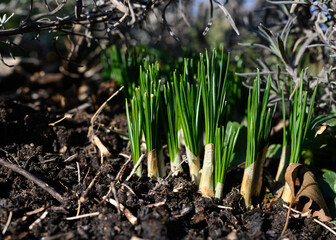 Obraz premium Young crocus seedlings emerge from the ground to prepare for spring flowering. Crocus is a genus of Iris family Iridaceae. Native to the eastern and northern shores of the Mediterranean, ornamental.