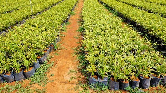 Betel or areca nut plant saplings kept in plastic cover cultivation in a nursery garden in India near Hour, Tamilnadu, India.