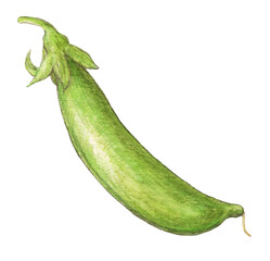 スナップエンドウ　水彩色鉛筆野菜イラスト