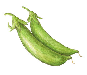 スナップエンドウ　水彩色鉛筆野菜イラスト