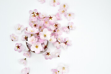 Sakura blossoms jar on white background