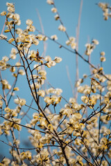 sich sonnende Schmetterlinge