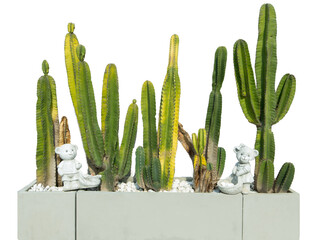 Die cut of high Cactus blooming flower in clay pot on white isolated