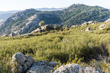 Fototapeta na wymiar rockrose field in the Sierra de Guadarrama, Madrid