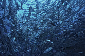 many Caranx underwater / large fish flock, underwater world, ocean ecological system