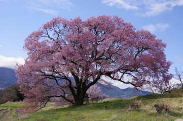 上ノ平城址の一本桜