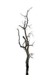 Dry branchs of dead tree with cracked dark bark.beautiful dry branchs of tree isolated on white background.Dry wooden stick from the forest isolated on white background .