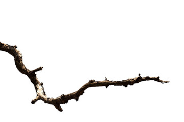 Dry branchs of dead tree with cracked dark bark.beautiful dry branchs of tree isolated on white...