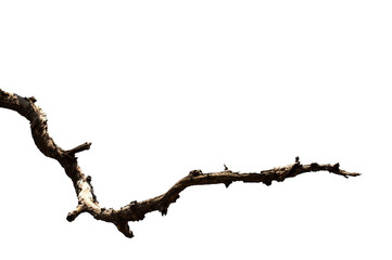 Dry branchs of dead tree with cracked dark bark.beautiful dry branchs of tree isolated on white background.Dry wooden stick from the forest isolated on white background .
