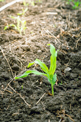Young green corn plant.Weed control in corn crops, young maize plants rows in cultivated field.a selective focus picture of organic young corn field at agriculture farm.